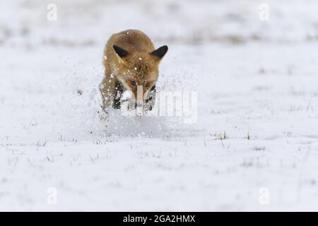 Renard rouge (Vulpes vulpes) tournant dans la neige; Europe Banque D'Images