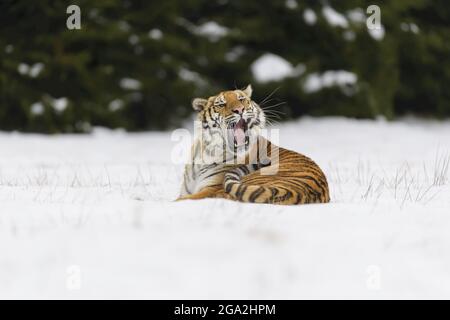 Tigre de Sibérie (Panthera tigris altaica) couché dans la neige en hiver et bâilling ; République tchèque Banque D'Images