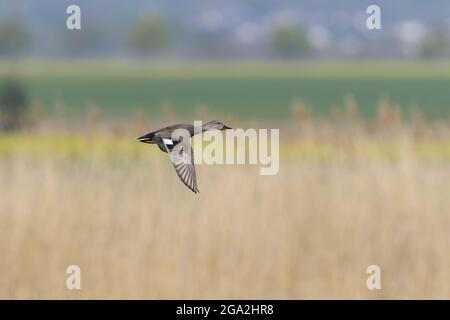 Gadwall (Mareca strespera) en vol à la campagne Banque D'Images