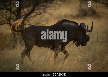 Profil du wildebeest noir (Connochaetes gnou) marchant à travers la longue herbe dans la savane à l'aube au Gabus Game Ranch Banque D'Images