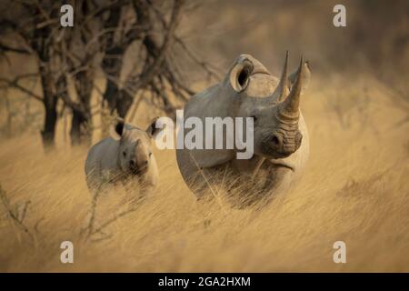 Rhinocéros noirs et veau (Diceros bicornis) debout dans un champ d'herbe longue dorée sur la savane regardant la caméra dans le parc national d'Etosh Banque D'Images