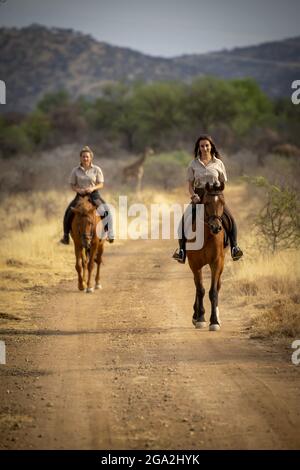 Deux femmes à cheval (Equus ferus caballus) sur une route de terre qui traverse le Bush au Gabus Game Ranch avec une girafe du sud (Giraffa c... Banque D'Images