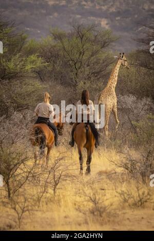 Vue prise de l'arrière de deux femmes à cheval suivant une girafe du Sud (Giraffa camelopardalis angolensis) à travers le Bush à la Gagus... Banque D'Images