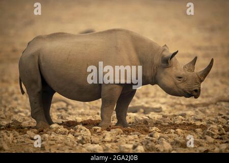 Profil de rhinocéros noirs (Diceros bicornis) debout sur un terrain rocheux dans le parc national de l'Etosh; Otavi, Oshikoto, Namibie Banque D'Images