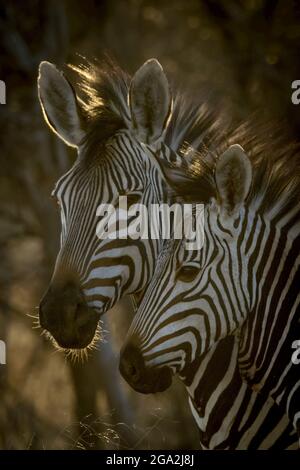 Gros plan d'un zèbre de montagne de Hartmann adulte (Equus zébra hartmannae) en train de voir l'appareil photo à l'ombre avec un foal au G... Banque D'Images