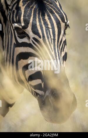 Gros plan d'un zèbre de plaines (Equus quagga - anciennement Equus burchellii) en train d'approcher la caméra à travers les buissons du parc national d'Etosha Banque D'Images