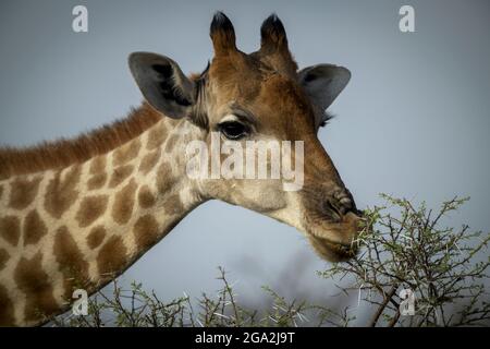 Gros plan d'une girafe du sud (Giraffa camelopardalis angolensis) en parcourant le buisson feuillu sur la savane contre un ciel bleu et en train d'éter la caméra... Banque D'Images