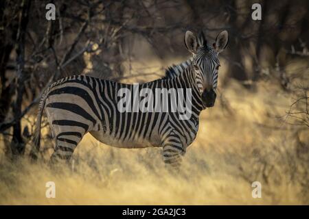 Le zébra de montagne de Hartmann (Equus zébra hartmannae) qui est à l'ombre de la caméra, au Gabus Game Ranch à su... Banque D'Images