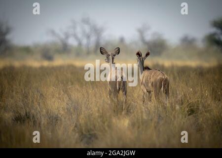 Vue prise de derrière deux femelles plus grand kudus (Tragelaphus strepsiceros) debout dans la longue herbe regardant dans le Bush sur la savane dans le ... Banque D'Images