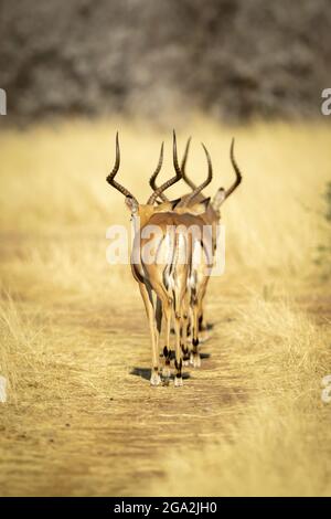 Vue prise de derrière deux mâles impalas (Aepyceros melampus) marchant le long d'une piste herbeuse dans la longue herbe sur la savane dans le Gabus Game R... Banque D'Images