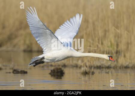 Mute Swan (Cygnus olor) volant bas au-dessus de la surface de l'eau; Allemagne Banque D'Images