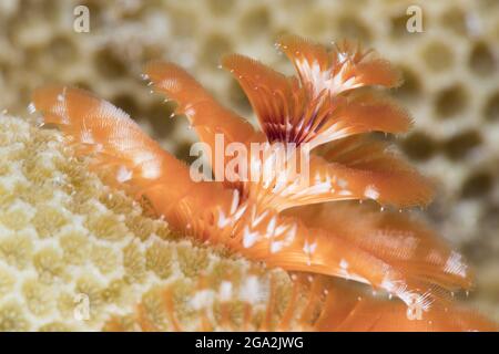 Gros plan des panaches de couleur orange d'un ver d'arbre de Noël (Spirobranchus giganteus) attaché au corail; Maui, Hawaii, États-Unis d'Amérique Banque D'Images