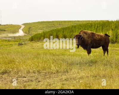 Portrait du Bison américain (Bison bison) regardant la caméra et debout dans un champ herbeux avec une route de terre au loin Banque D'Images