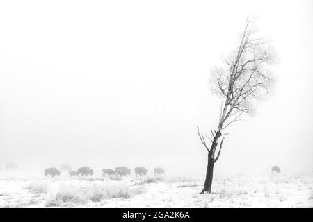 Troupeau de bisons américains (Bison bison) dans un champ de brouillard en hiver dans le parc national Elk Island; Alberta, Canada Banque D'Images