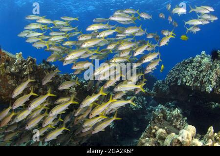 École d'albacore (Mulloidichthys vanicolensis) nageant de la surface de l'océan vers le corail Banque D'Images