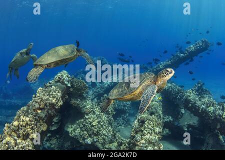 Trois tortues de mer vertes hawaïennes (Chelonia mydas) nageant le long du corail; Maui, Hawaii, États-Unis d'Amérique Banque D'Images