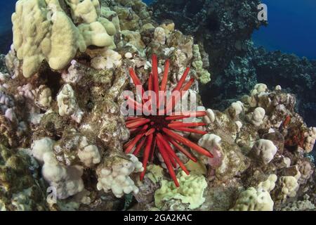 Oursin rouge (Heterocentrotus mamillatus) reposant dans le corail se nourrissant d'algues; Maui, Hawaii, États-Unis d'Amérique Banque D'Images