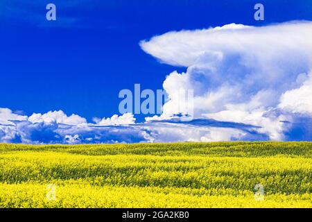 Champ de canola en fleur avec des fleurs jaunes vibrantes et un ciel bleu vif avec des nuages de cumulonimbus; Alberta, Canada Banque D'Images