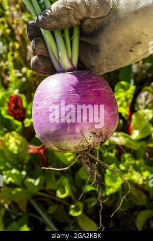 Gros plan d'une main gantée tenant une grande rutabaga (Brassica napobrassica) extraite du jardin, Calgary; Alberta, Canada Banque D'Images