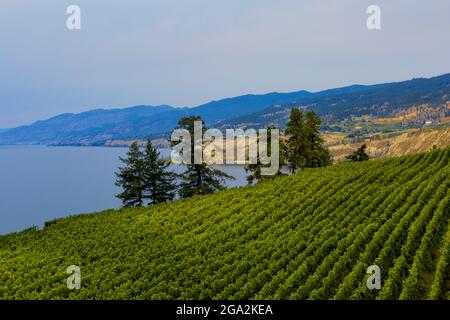 Vignobles luxuriants sur une colline le long de la piste cyclable Lower Bench à Naramata; vallée de l'Okanagan, Colombie-Britannique, Canada Banque D'Images