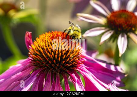 Gros plan extrême d'une abeille sur une fleur d'échinacée; Calgary, Alberta, Canada Banque D'Images