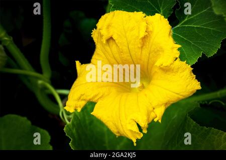 Gros plan d'une grosse fleur et d'une plante de courgettes jaunes mâles (Cucurbita pepo) en arrière-plan; Calgary, Alberta, Canada Banque D'Images