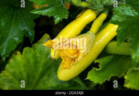 Gros plan d'une fleur de courgettes jaunes avec des gouttelettes d'eau et de la courgette jaune sur la plante (Cucurbita pepo); Calgary (Alberta), Canada Banque D'Images
