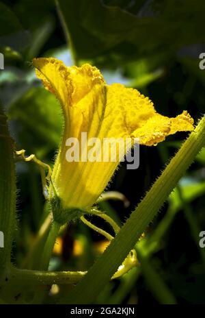 Gros plan d'une grosse fleur et d'une plante de courgettes jaunes mâles (Cucurbita pepo) en arrière-plan; Calgary, Alberta, Canada Banque D'Images