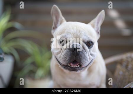 Adorable Bouledogue Français face Banque D'Images