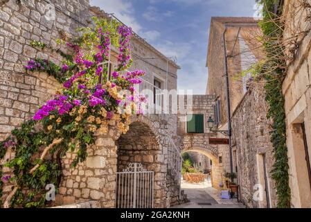 Les vignes fleuries grimpent sur les anciens murs de pierre le long d'une voie étroite dans la ville pittoresque de l'île ; Stari Grad, Hvar, Croatie Banque D'Images