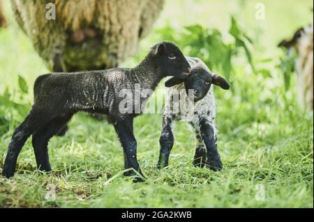 Deux agneaux (Ovis aries), un agneau noir et un agneau noir et blanc tacheté, étant amical en se tenant debout dans un champ avec des moutons adultes en arrière-plan Banque D'Images