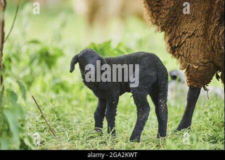 Agneau noir (Ovis aries) regardant la caméra et debout à côté d'un mouton adulte dans un champ; Bavière, Allemagne Banque D'Images