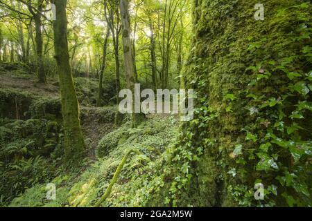 Ivy poussant sur un tronc d'arbre de mousse dans le bois de Pigeon Hole le long du sentier de la nature à travers la forêt de Cong Woods; Cong, comté Mayo, Irlande Banque D'Images