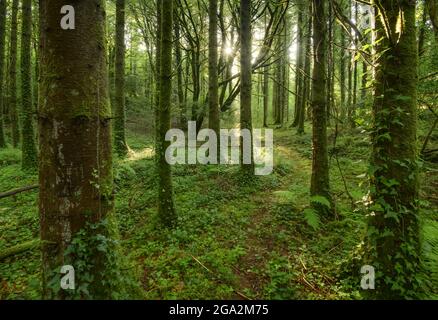 La lumière du soleil glinting à travers les troncs d'arbres couverts de lierre dans le bois de Pigeon Hole le long du sentier de la nature à travers la forêt de Cong Woods Banque D'Images