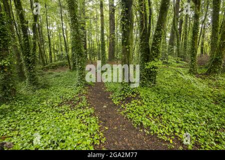 Sentier naturel à travers la forêt de Cong Woods ; Cong, comté de Mayo, Irlande Banque D'Images