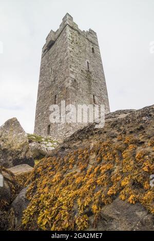 Château de Kildavnet, tour rectangulaire en pierre avec algues accrochées sur les falaises en contrebas, bastion du Pirate Queen Grace O'Malley (Granuaile... Banque D'Images