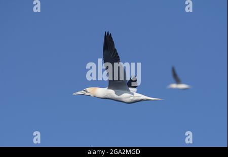 Deux gantets du nord (Morus bassanus) en vol contre un ciel bleu et lumineux; Comté de Kerry, Irlande Banque D'Images