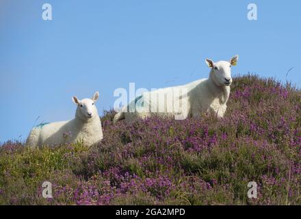 Gros plan de moutons (Ovis aries) marchant dans la bruyère (Calluna vulgaris) dans les montagnes de Wicklow; comté de Wicklow, Irlande Banque D'Images