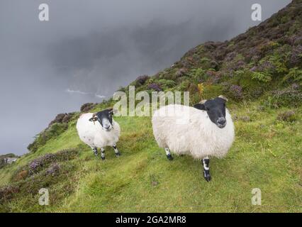 Deux, mouton de montagne blackface (Ovis aries) regardant la caméra, naviguer dans les falaises couvertes de nuages sur une journée grise, brumeuse sur la Slieve League le long... Banque D'Images