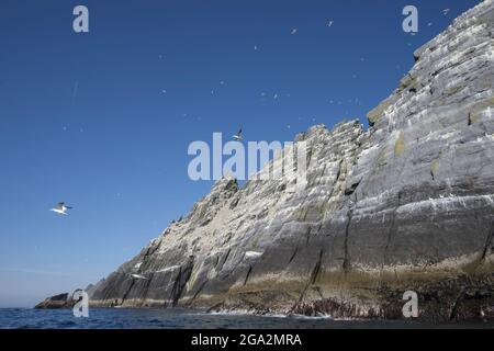 De grands groupes de gantets du nord (Morus bassanus) volent autour de la colonie d'oiseaux de mer sur l'île de Little Skellig; Comté de Kerry, Irlande Banque D'Images