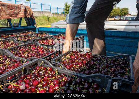 Katerini, Grèce - 4 juin 2021 : un agriculteur transporte des cerises rouges à la coopérative agricole de Katerini. Fruits frais biologiques. Récolte d'été. Banque D'Images