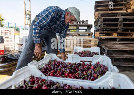 Katerini, Grèce - 4 juin 2021 : un agriculteur transporte des cerises rouges à la coopérative agricole de Katerini. Fruits frais biologiques. Récolte d'été. Banque D'Images