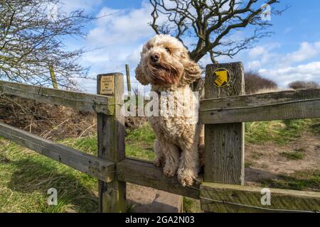 Chien de Cockapoo debout sur une clôture en bois le long d'un sentier de randonnée dans les collines de Cleadon; South Shields, Tyne et Wear, Angleterre Banque D'Images