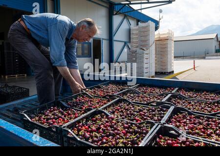 Katerini, Grèce - 4 juin 2021 : un agriculteur transporte des cerises rouges à la coopérative agricole de Katerini. Fruits frais biologiques. Récolte d'été. Banque D'Images