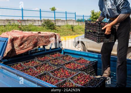 Katerini, Grèce - 4 juin 2021 : un agriculteur transporte des cerises rouges à la coopérative agricole de Katerini. Fruits frais biologiques. Récolte d'été. Banque D'Images