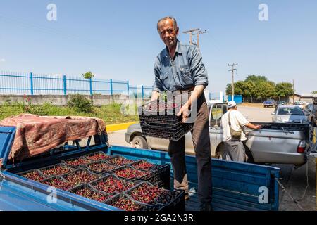 Katerini, Grèce - 4 juin 2021 : un agriculteur transporte des cerises rouges à la coopérative agricole de Katerini. Fruits frais biologiques. Récolte d'été. Banque D'Images