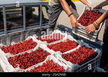 Katerini, Grèce - 4 juin 2021 : un agriculteur transporte des cerises rouges à la coopérative agricole de Katerini. Fruits frais biologiques. Récolte d'été. Banque D'Images