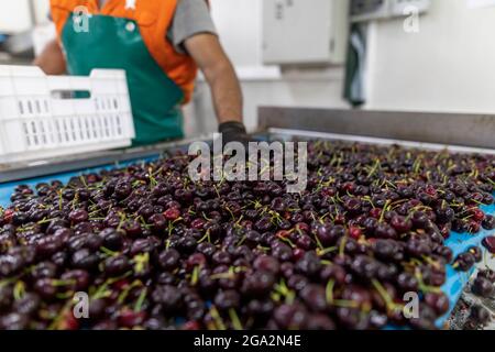 Katerini, Grèce - 4 juin 2021 : tri des cerises rouges par les femmes travaillant dans la coopérative agricole. Fruits frais biologiques. Mise au point sélective Banque D'Images