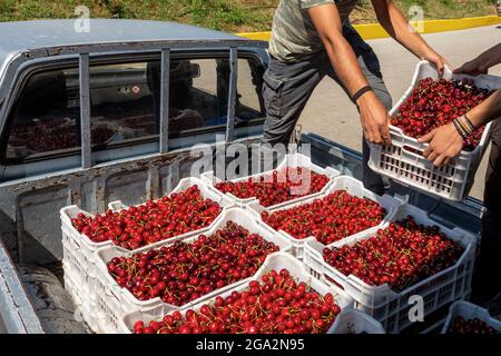 Katerini, Grèce - 4 juin 2021 : un agriculteur transporte des cerises rouges à la coopérative agricole de Katerini. Fruits frais biologiques. Récolte d'été. Banque D'Images