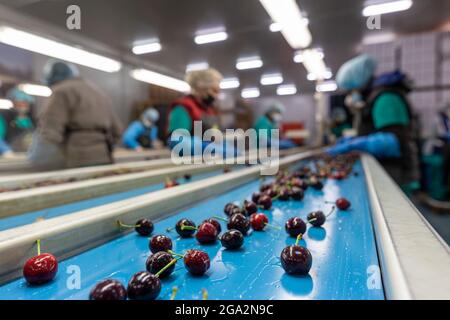 Katerini, Grèce - 4 juin 2021 : tri des cerises rouges par les femmes travaillant dans la coopérative agricole. Fruits frais biologiques. Mise au point sélective Banque D'Images
